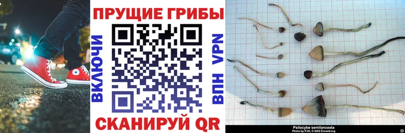 Псилоцибиновые грибы прущие грибы  где найти   Михайловка 